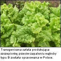 Rośliny GM jako bioreaktory - agrofarmaceutyka (agropharming) wykorzystanie roślin transgenicznych jako bioreaktorów do produkcji białek, które mogą być wykorzystane w