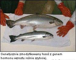 Transgeniczne zwierzęta - poprawione cechy użytkowe Szybszy wzrost zwierząt hodowlanych Większa wydajność produkcji np.