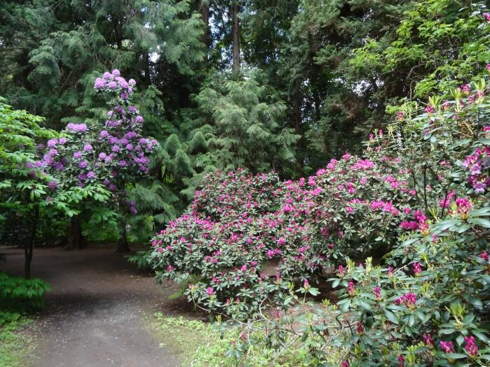 lustra wody i hodowano w nich karpie. Park, słynący na cały Górny Śląsk z upraw rzadkich odmian drzew i krzewów, zajmował ponad 170 ha powierzchni, przy czym na 124 ha rozpościerały się uprawy drzew.