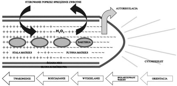 Przebieg procesu infekcji w układzie symbiotycznym rośliny motylkowate-rhizobium 45 Ryc. 5. Model wzrostu nici infekcyjnej (IT) (Brewin 2004, zmienione). Wzrost IT ma miejsce na jej szczycie.