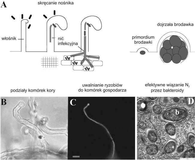 Przebieg procesu infekcji w układzie symbiotycznym rośliny motylkowate-rhizobium 39 Ryc. 2. Proces infekcji przez Rhizobium (Okazaki et al. 2004, zmienione).