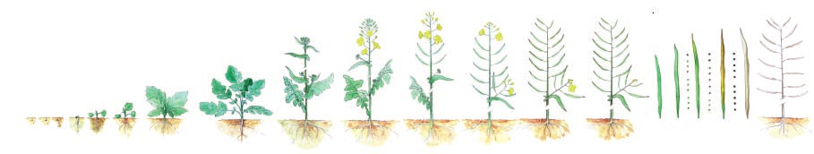 Colzor zaprawa owadobójcza i grzybobójcza CRUISER OSR 322 FS 11,25 ml/kg Terminarz ochrony rzepaku chwasty dwuliêcienne i miot a COLZOR TRIO 405 EC 3-4 l/ha chowacze, s odyszek, szkodniki uszczynowe