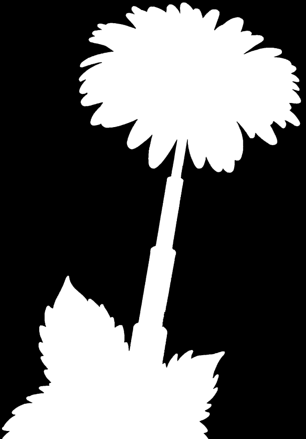 WITAMY Aldamar sp.