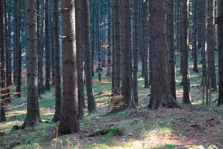 Monokultura świerkowa (AR) siedliskowych (łatwo przepuszczalne podłoże i względna suchość klimatu lokalnego) chroniących reliktowe lasy z udziałem sosny w drzewostanie.