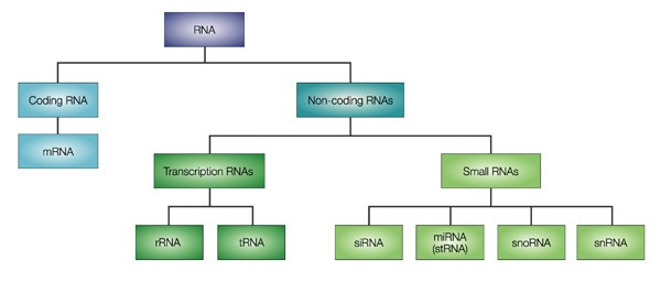 Rodzaje RNA Źródło grafiki: Levy Y.