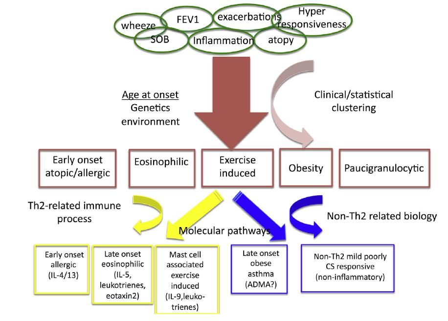 (ATS) od fenotypu do endotypu Wenzel
