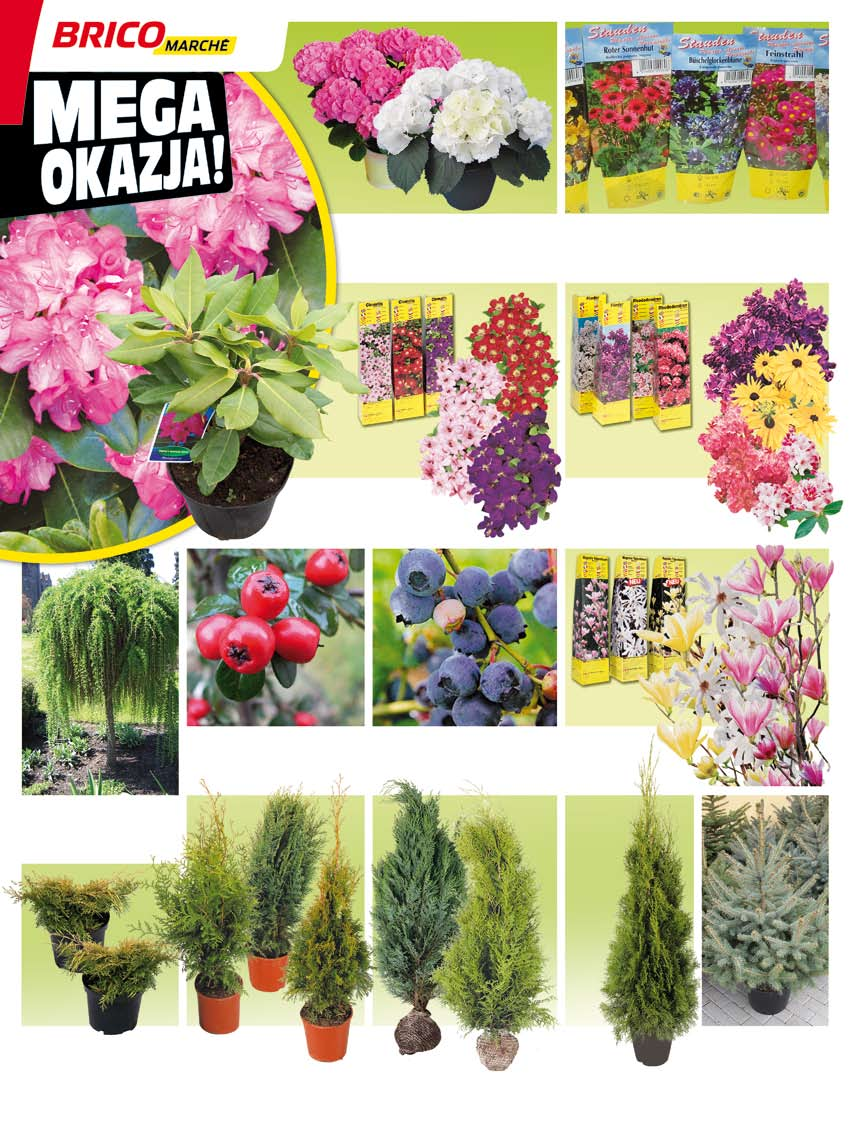 14 99 Hortensja ogrowa z pąkami liściowymi różne miany pojemnik: 2 L 2 69 Byliny różne gatunki doniczka: 9 cm Rendron różne miany pojemnik: 3 L 13 99 6 99 Powojnik wielkokwiatowy różne miany 6 99