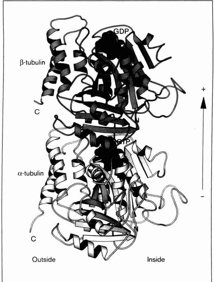 CYTOSZKIELET Mikrotubule podjednostki strukturalne 13