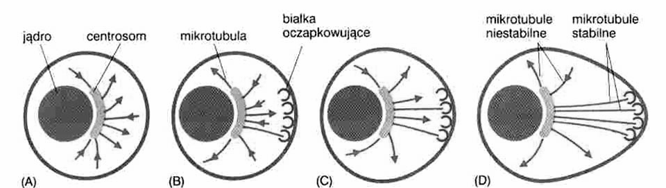 Mikrotubule białka motorycznedyneiny: N- C- - cytoplazmatyczn e -rzęskowe