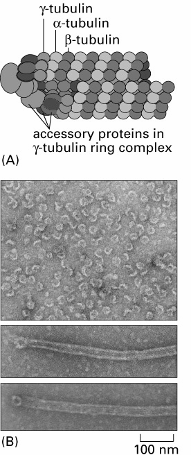 Mikrotubule powstawanie mikrotubul nukleacja elongacja stan równowagi Mikrotubule powstawanie mikrotubul w komórce MT