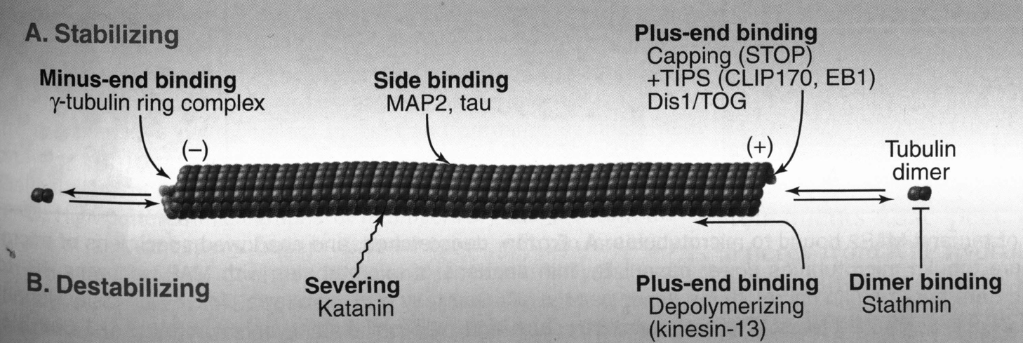 Mikrotubule dynamiczna niestabilność Film Mikrotubule