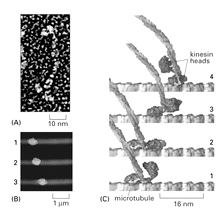 Mikrotubule białka motoryczne - kinezyny Mikrotubule białka motoryczne - kinezyny Kinezyny: