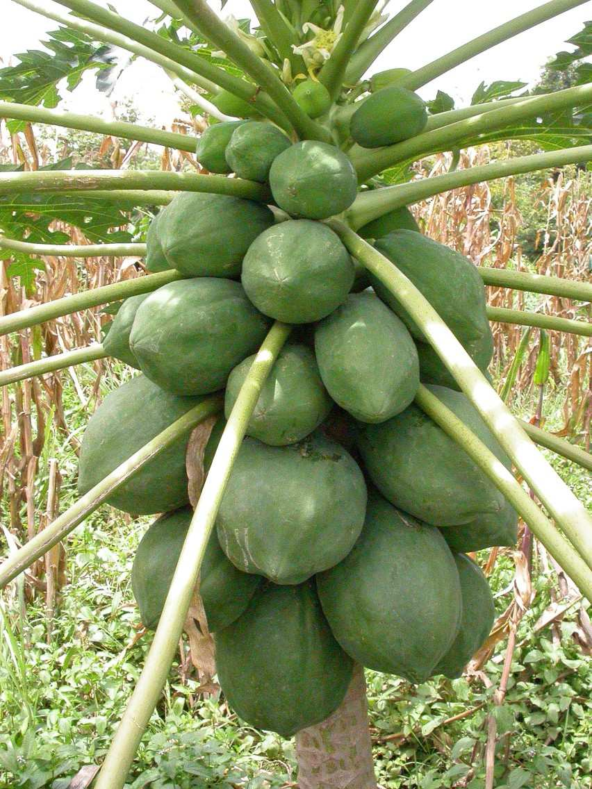 Pozyskiwanie papainy: W celu jej pozyskania owoce nacina się podłużnie raz lub dwa razy na tydzień i zbiera