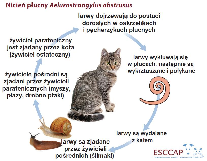 Nicień płucny u kotów Kot zaraża się zjadając upolowanego gryzonia lub ptaka, u których znajdują