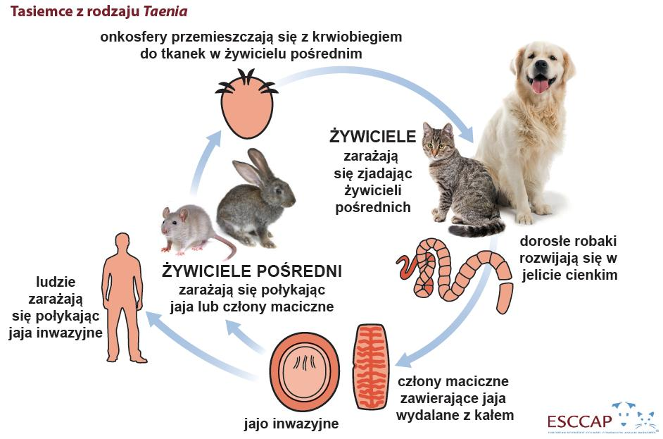 Tasiemce u psów i kotów Zwierzęta zarażają się zjadając tkanki i narządy żywicieli pośrednich