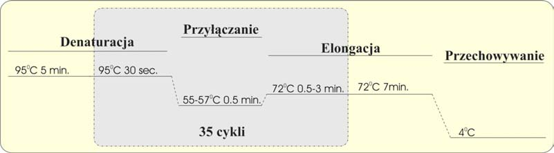 Zmiany temperatury podczas reakcji PCR Przyłączanie starterów temperatura zależy od ich długości i sekwencji
