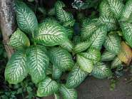 Strona 14 z 14 TRUJĄCE!. 6 Difenbachia (Dieffenbachia Schott) na fot.