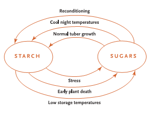 Rekondycjonowanie Niskie nocne temperatury Normalny rozwój bulw Skrobia Cukry