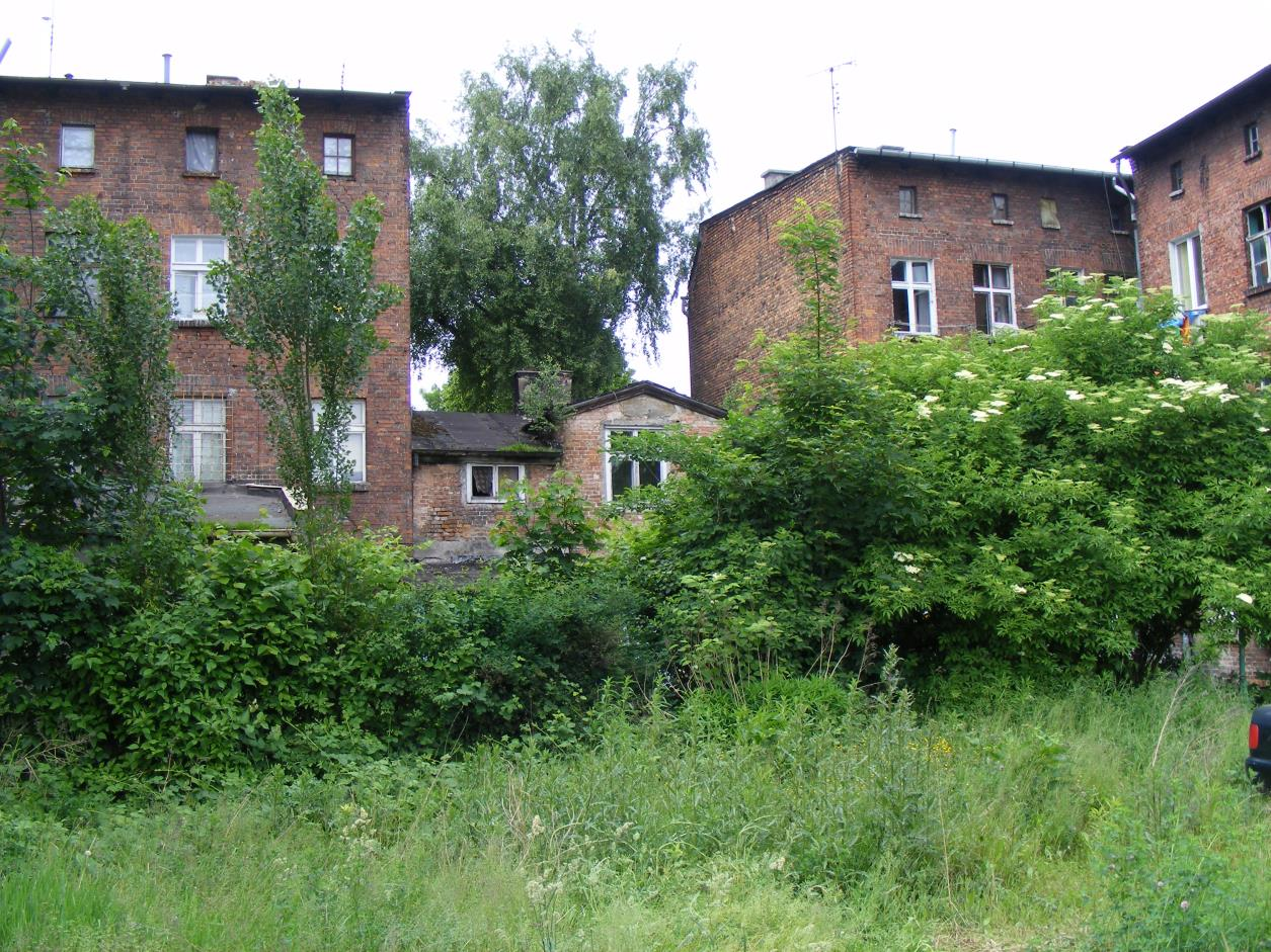 Fot.3 Nasadzenia głogu od strony północnej Fot.