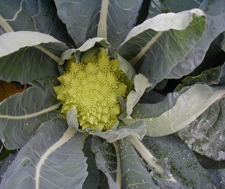 odmiana w typie Romanesco polecana na zbiór późnojesienny dojrzewa równomiernie po 90-95 dniach od posadzenia rozsady tworzy na półkulistej róży łądne, stosunkowo drobne,