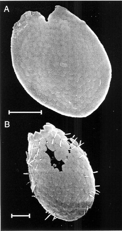 Kopalne ameby skorupkowe Rhizopoda (Protista) Rhizopoda wskaźnik zarówno wód słodkich jak i niektórych marginalnych środowisk morskich.