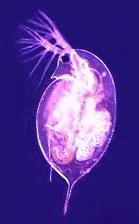Wioślarki (Cladocera, Crustacea) Element zooplanktonu Znając wymagania ekologiczne i