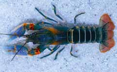 Cambarus manningi Yabby (Cherax destructor) Rak morelowy (Cherax holthuisi) Cherax sp. var.