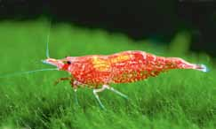 Krewetka Amano (Caridina multidentata) Atya gabonensis Krewetka Crystal Red (Caridina cf. cantonensis) Caridina cf.
