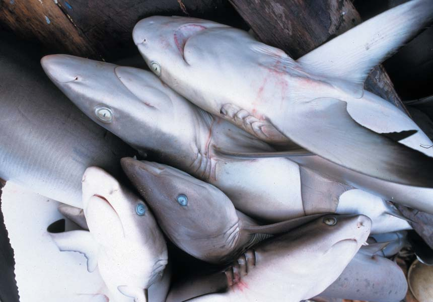 2 WYMARŁE znaczy utracone na zawsze C Sharkproject Niepostrzeżenie dla większości ludzi w morzach i oceanach rozgrywa się ekologiczny dramat o niespotykanym dotąd zasięgu, tylko krok od zagłady