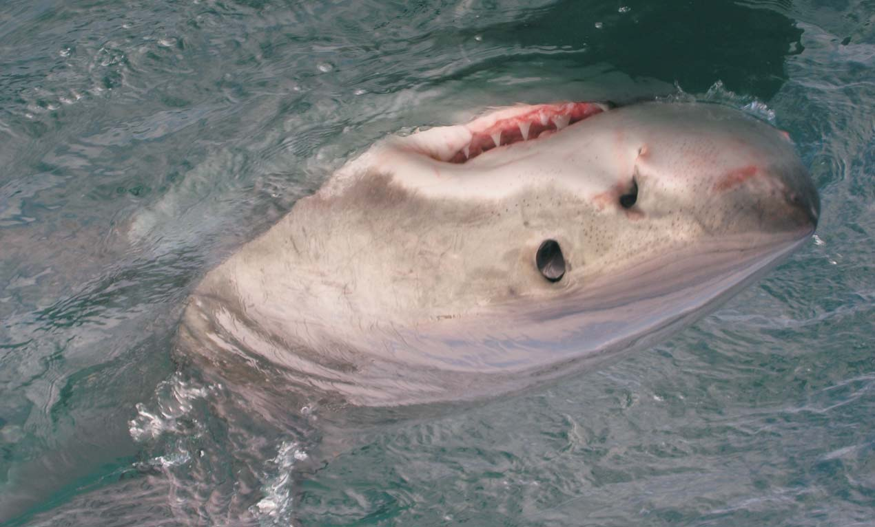 3 Ludojady C Sharkproject / W.