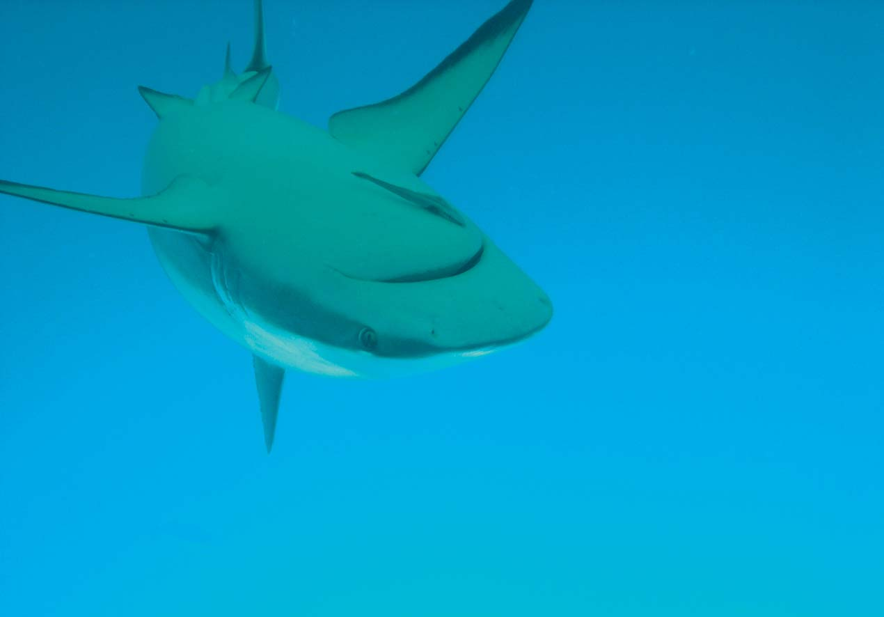 6 Każdy kto odczuwa lęk zawsze będzie widział w jego przed zwierzęciem zagrożenie zachowaniu Bertrand Russell C Sharkproject / W.