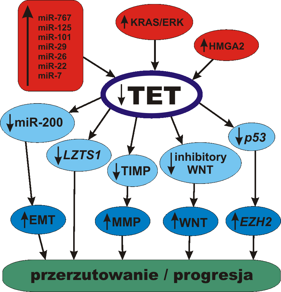 Ciesielski P. i wsp. - Białka TET a modyfikacje... Ryc. 4. Białka TET a progresja nowotworów; zmniejszona ekspresja genów TET, którą stwierdza się w wielu typach nowotworów, może być spowodowana m.in.