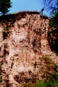 Dmitrowicze profile (Kalinówka loess island). Loess in the upper part of exposure (phot. E. Bartocha) (próbka No 1) na g³êbokoœci 3 m.