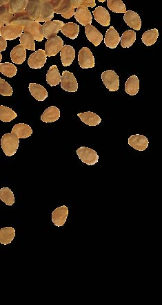 KatarzynaTykarska@deruiterseedscom tel 607 213 426 in Piotr S³omiany Doradca w Polsce i w krajach ba³tyckich PiotrSlomiany@deruiterseedscom tel 606 317