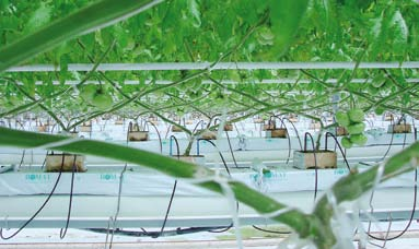 rośliny należy cieniować Odmianę tę można uprawiać również na podłożach organicznych w tunelach foliowych (nasadzenia późnowiosenne, letnie i jesienne) Bardzo dobre efekty przynosi uprawa odmiany DRK