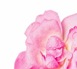 PURE Absolut różany Rosa Damascena Ten delikatny olejek odznacza się pobudzającym i kwiatowym aromatem, pełnym cudownej słodyczy.