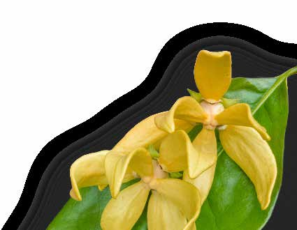 PURE Ylang-ylang Cananga Odorata Olejek Ylang-ylang o słodkim i bogatym kwiatowym aromacie jest od dawna używany do pielęgnacji skóry i włosów, wspierania równowagi