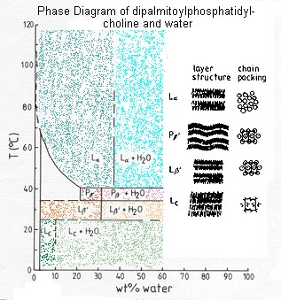 Oddziaływanie lipidów z wodą W fazie wodnej część polarna lipidów ulega hydratacji Grupy hydrofobowe w matrycy lipidowej są związane energią oddziaływań dyspersyjnych.