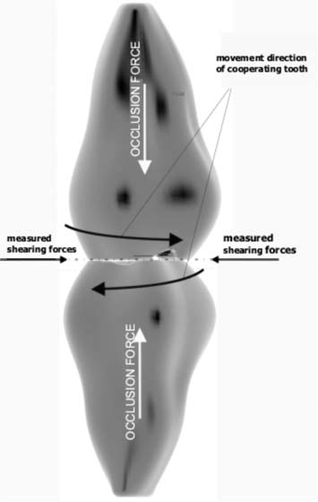 badaną próbką zęba Fig. 3.