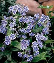 80 cm Ułudka (Omphalodes) Starry