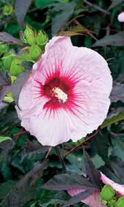 VIII-IX / Malwa (Alcea)
