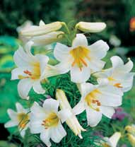 ) 4,90 zł C11 Lilie trąbkowe (Lilium)