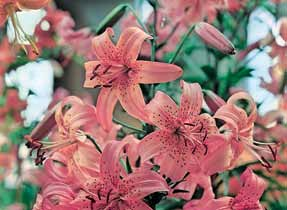 trąbkowe (Lilium) Regale Album (1 szt.