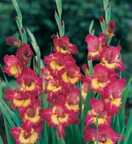 ) 6,25 zł C35 Mieczyk (Gladiolus)