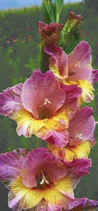 ) 3,75 zł C38 Mieczyk (Gladiolus)