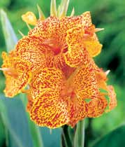 Paciorecznik (Canna) Picasso (1 szt.
