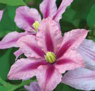 Ashva (Clematis) cena 21,00 zł O29 Comtesse