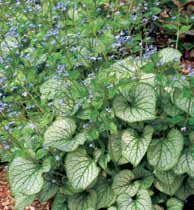 Brunnera (Brunnera) Jack Frost (1 szt.