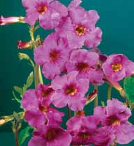 (Convallaria) Rose ) 9,90 zł Konwalia
