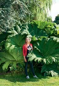 Gunera Olbrzymia (Gunnera) Manicata )
